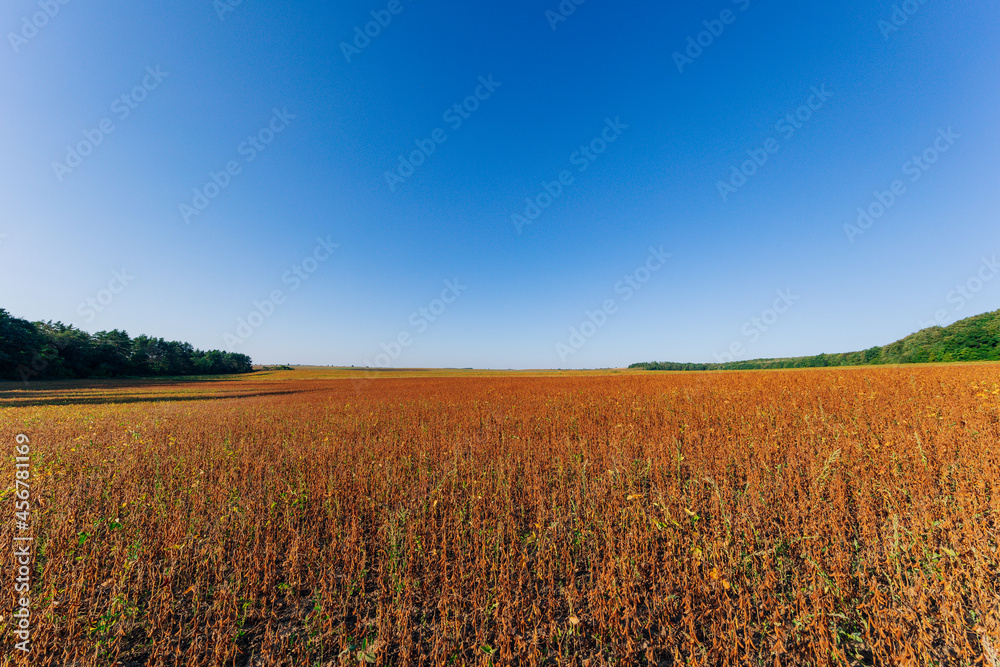 Yellow Field and Beautiful Sunset