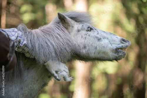 Fototapeta Naklejka Na Ścianę i Meble -  An elderly beautiful purebred pony walks through the woods.