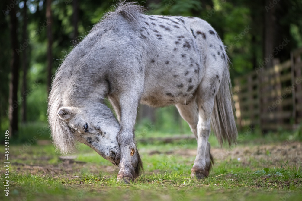 Fototapeta premium An elderly beautiful purebred pony walks through the woods.
