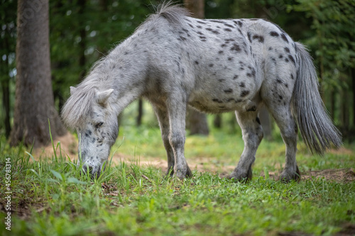 An elderly beautiful purebred pony walks through the woods.