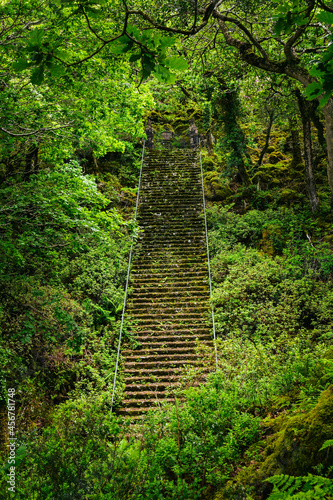 Escalier verdoyant au parc de Glenveagh en Irlande photo