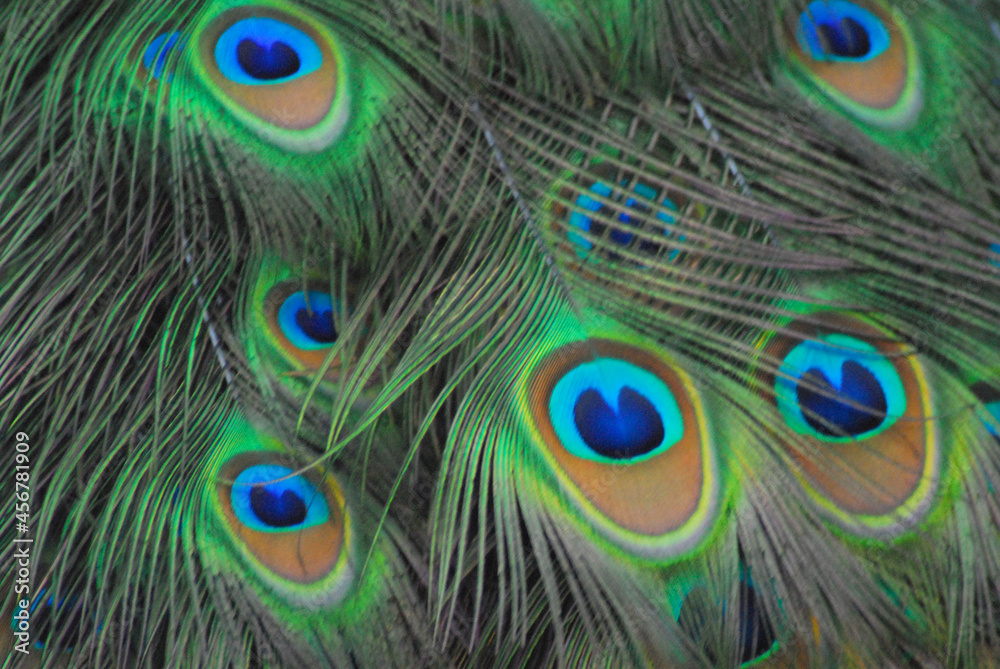 Fototapeta premium ABSTRACT- Extreme Full Frame Close Up of Beautifully Colorful Peacock Feathers