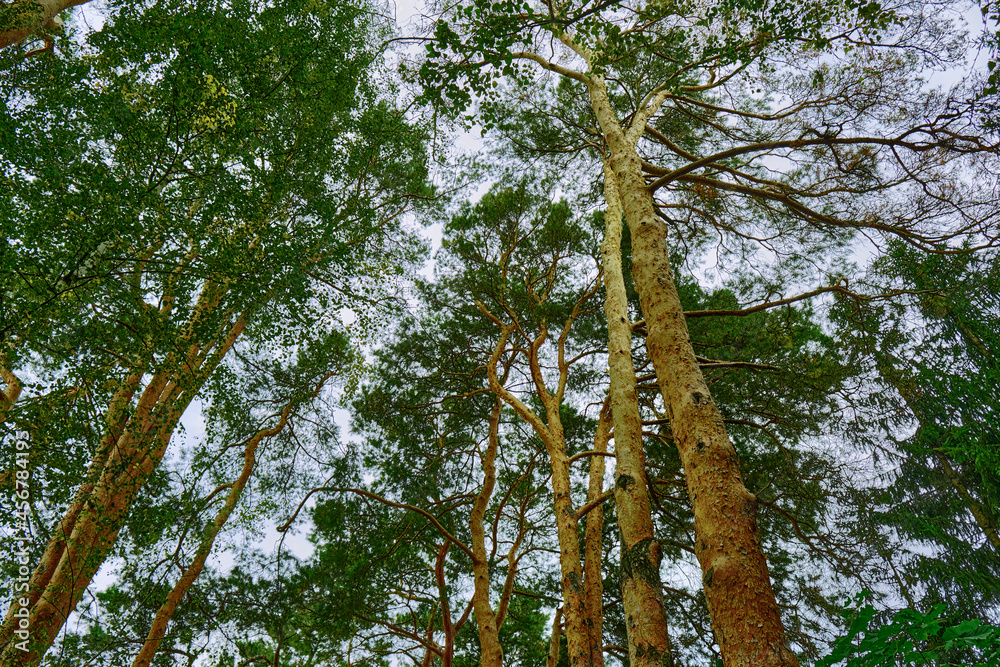 Fototapeta premium trees in the forest