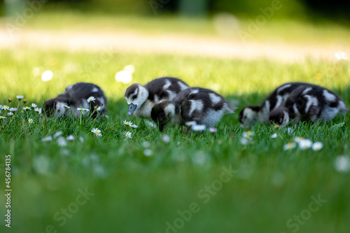 Cute Egyptian goose chicks walking on a meadow at the so called Kalscheurer Weiher, a pond in Cologne, Germany at a sunny day in summer. © ms_pics_and_more