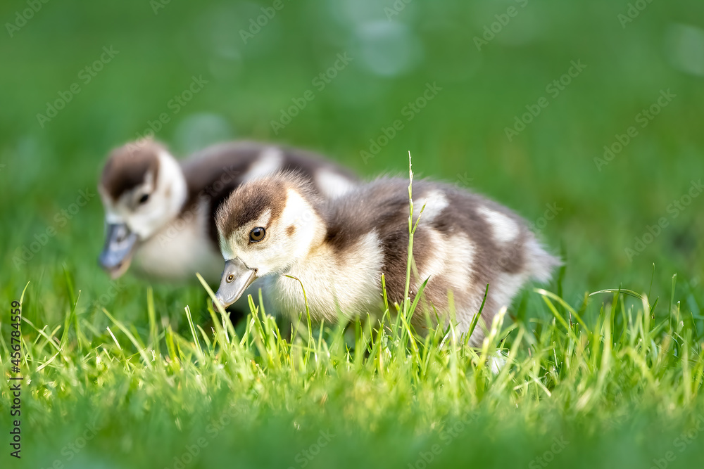 Obraz premium Cute Egyptian goose chicks walking on a meadow at the so called Kalscheurer Weiher, a pond in Cologne, Germany at a sunny day in summer.
