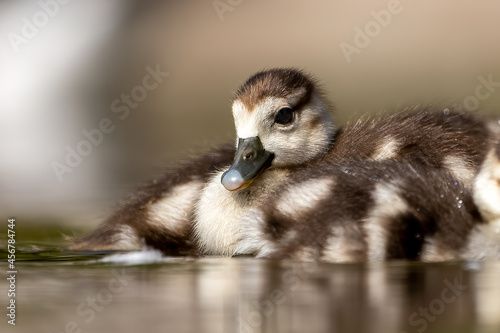 Egyptian goose chicks swimming in a little pond in Cologne, Germany at a sunny day in summer.