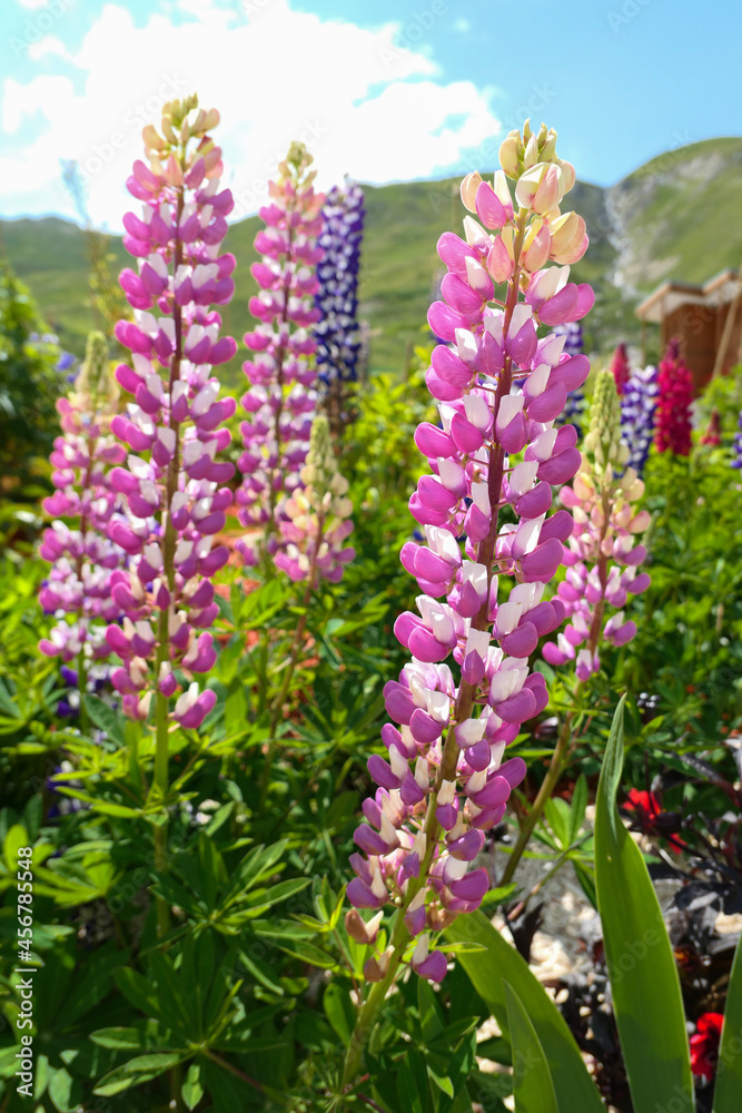 Beautiful colored lupine flower. Close up on group of pink lupinus. Beautiful colored lupine flower. Close up on group of pink lupinus.