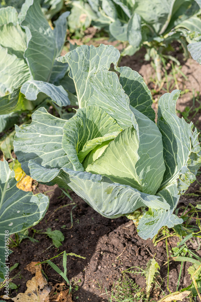 cabbage. natural light. growing organic products without the use of chemicals. close-up. cabbage. natural light. growing organic products without the use of chemicals. close-up.