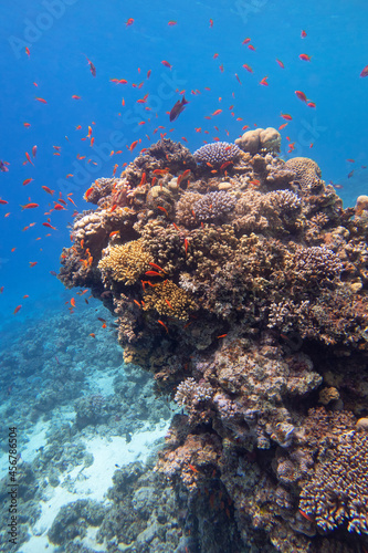 Colorful, picturesque coral reef at the bottom of tropical sea, hard corals, underwater landscape
