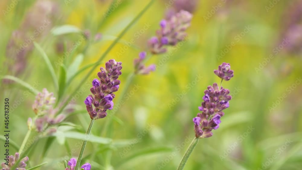 Common lavender close-up (Lavandula angustifolia) Common lavender close-up (Lavandula angustifolia)
