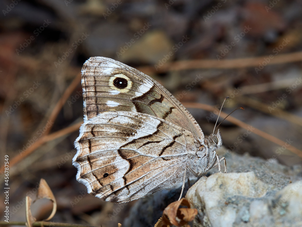 Obraz premium Butterfly in a natural environment. Hipparchia fidia 