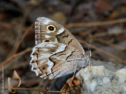 Butterfly in a natural environment. Hipparchia fidia      photo