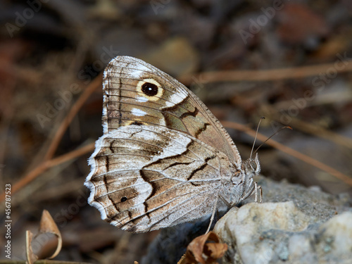 Butterfly in a natural environment. Hipparchia fidia      photo