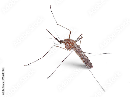 Common mosquito in a white background. Family Culicidae