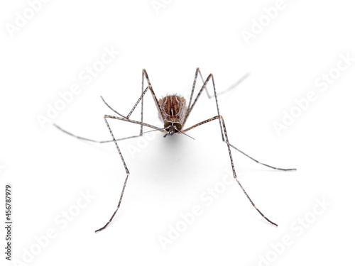 Common mosquito in a white background. Family Culicidae © Macronatura.es