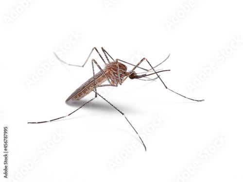 Common mosquito in a white background. Family Culicidae