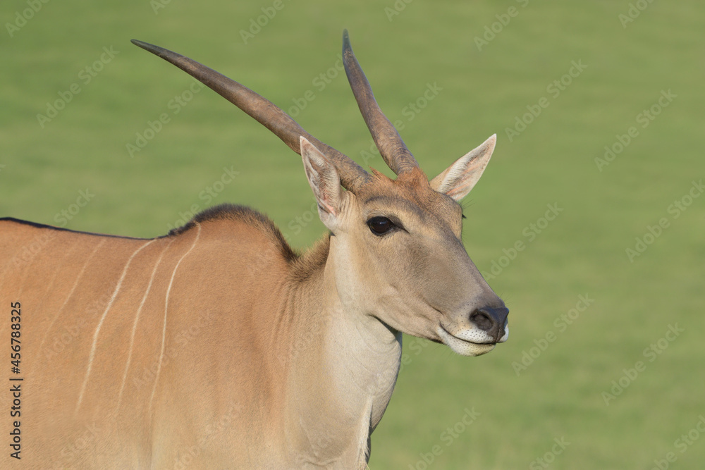 Young male eland antelope looking at sunset. Young male eland antelope looking at sunset.