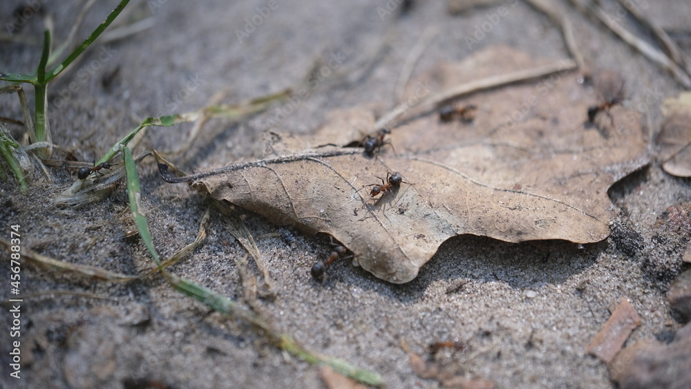 Ants on a dry leaf in autumn Ants on a dry leaf in autumn