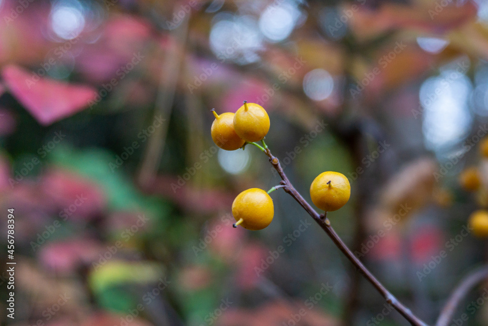 Small cluster of yellow and orange berries with blurry autumn foliage background Small cluster of yellow and orange berries with blurry autumn foliage background