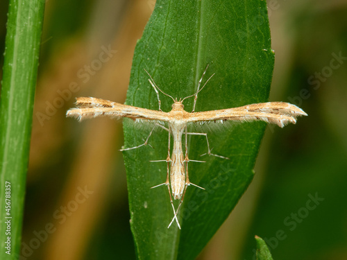 Plume moth. Family Pterophoridae photo