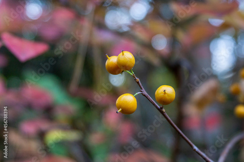 Small cluster of yellow and orange berries with blurry autumn foliage background