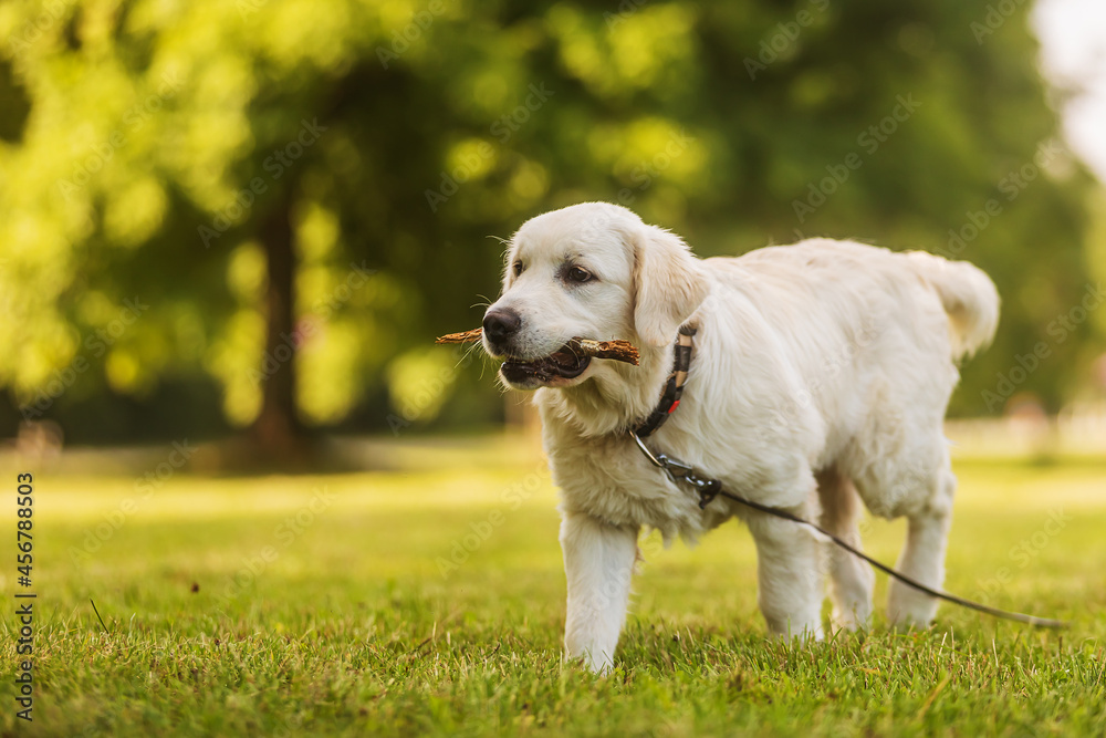 male Golden Retriever puppy walking on the grass in the park with a stick male Golden Retriever puppy walking on the grass in the park with a stick