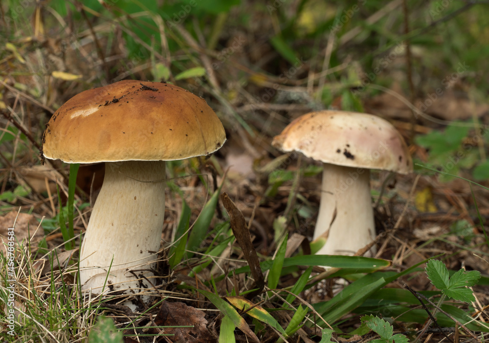 Edible mushrooms in the forest on a sunny day, Boletus edulis. Edible mushrooms in the forest on a sunny day, Boletus edulis.