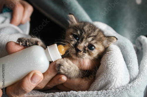 Tabby gray orphan kitten drinks milk from a bottle