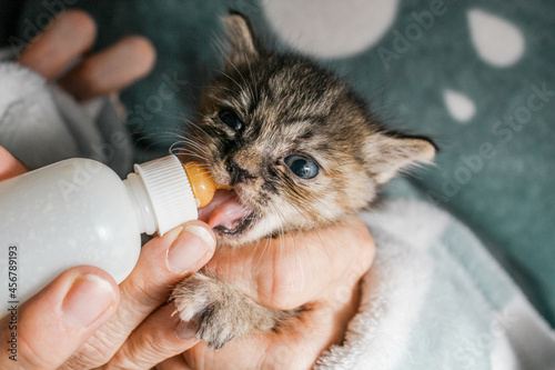 Tabby gray orphan kitten drinks milk from a bottle