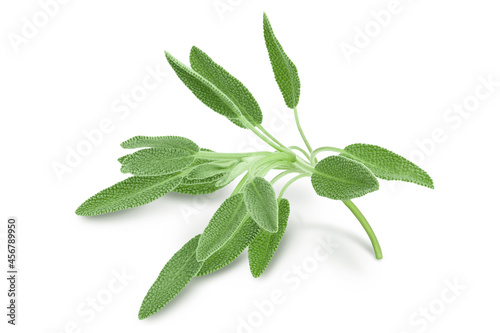fresh sage herb isolated on white background with clipping path and full depth of field