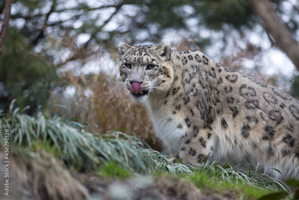 Fototapeta premium Snow leopard cat close up portrait