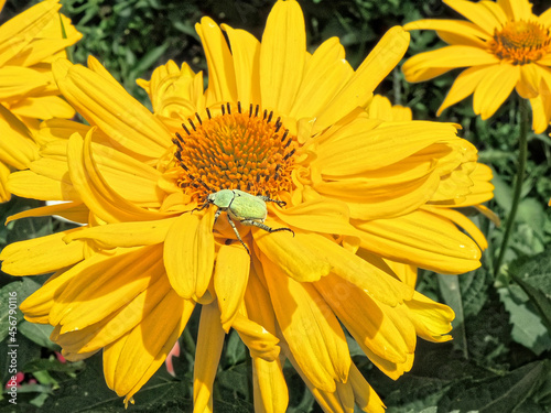 The cockchafer on the flower Heliopsis helianthoides