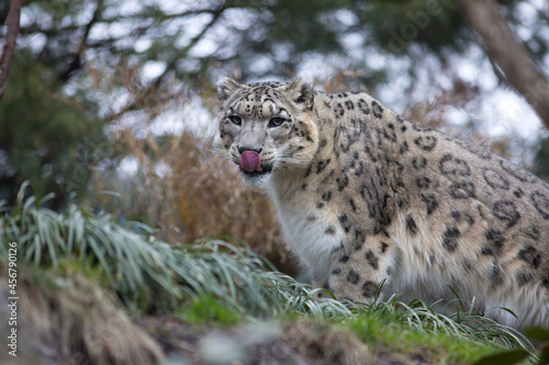 Snow leopard cat close up portrait
