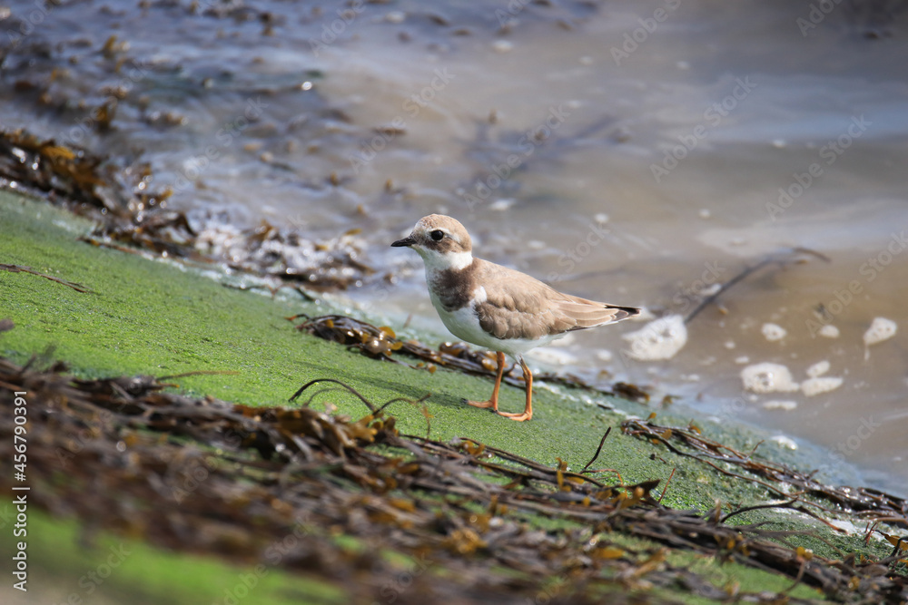 Common ringed plover or ringed plover near the water Common ringed plover or ringed plover near the water