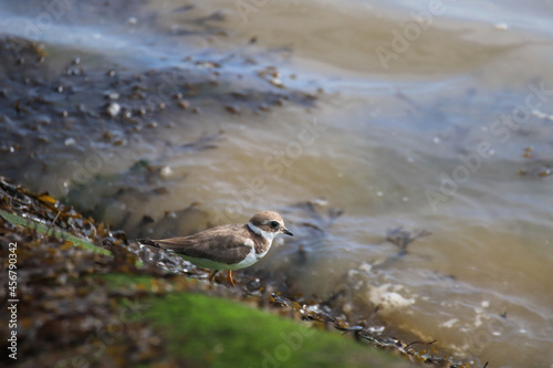 Common ringed plover or ringed plover near the water 