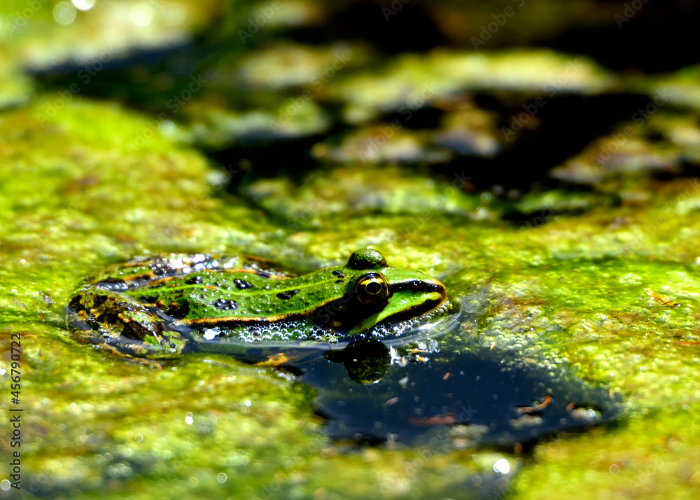 Frosch Frosch