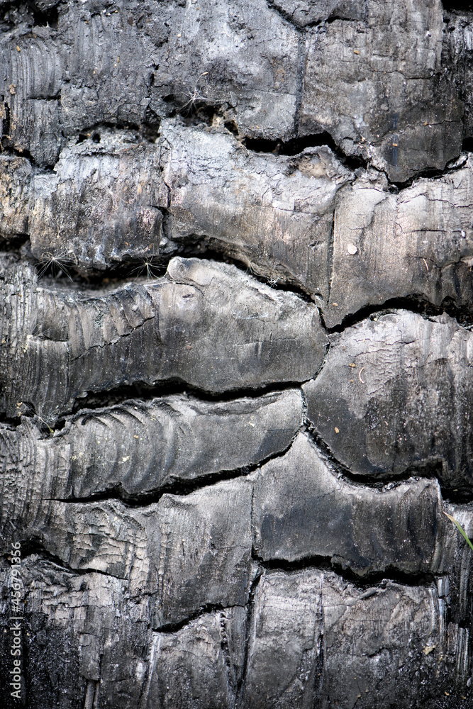 burnt firewood. Hot coals, abstract background. embers, black burnt tree. natural background. tree after fire. Firewood is burning on the grill. The texture burnt branch, close-up