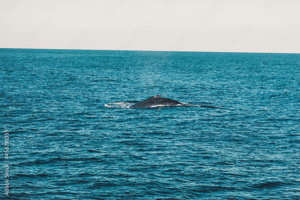 Baleine Baleine