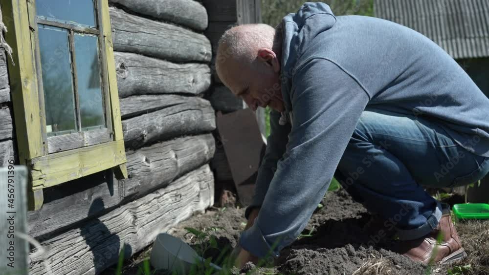 Aged man gardener plants small green seedlings into ground and pours water near wooden building under bright sunlight in spring Aged man gardener plants small green seedlings into ground and pours water near wooden building under bright sunlight in spring