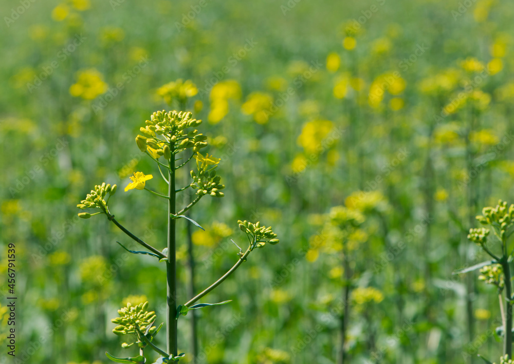 Fototapeta premium Rapeseed. Brassica napus. are blooming in sunny summer day. yellow flower, isolated on blurred natural background. agriculture, in Europe or Asia. floral background, close-up