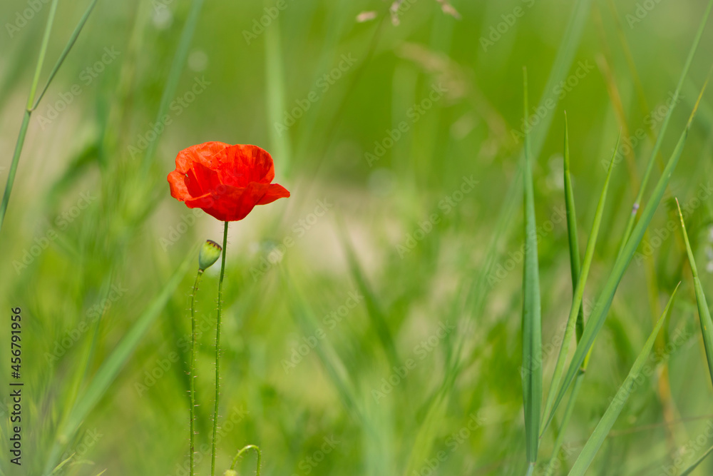 red poppy on a green background. big beautiful poppy flower on a blurred background, flower in the grass, green and red, floral design, nature close-up, bokeh. space for text red poppy on a green background. big beautiful poppy flower on a blurred background, flower in the grass, green and red, floral design, nature close-up, bokeh. space for text