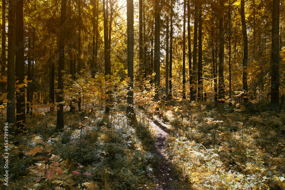 Obraz premium Autumn landscape with the sun in the autumn forest.