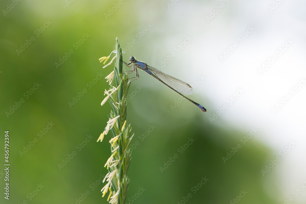 Grass with dragonfly at background sky . Silhouette of dragonfly sitting on tip of spikelet grass. blue dragonfly Coenagrionidae. natural blurred background. insect, space for text. soft focus Grass with dragonfly at background sky . Silhouette of dragonfly sitting on tip of spikelet grass. blue dragonfly Coenagrionidae. natural blurred background. insect, space for text. soft focus