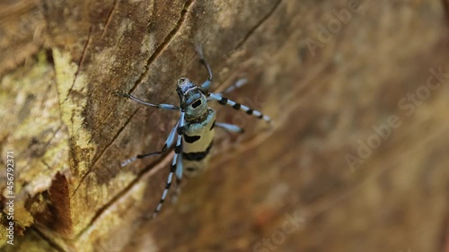 Alpine longhorn beetle Rosalia Alpina photo