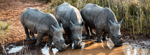 3 White Rhino  photo