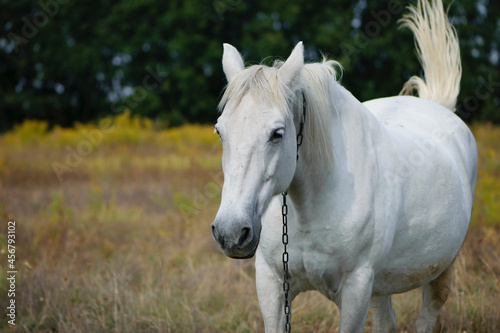 close-up portrait of a white horse. beautiful horse on dry grass in the field. Arabian horse standing in an agriculture field with dry grass in sunny weather. strong, hardy and fast animal. © Oleksandr Filatov