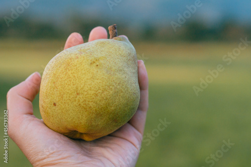 Picking a pear by hand