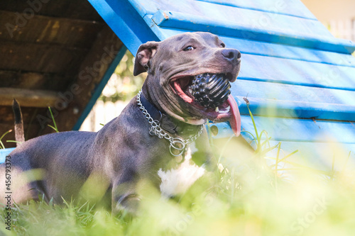 Photography Pit bull dog playing in the park