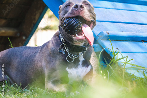 Canvas Print Pit bull dog playing in the park