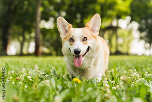 Smiling vivid little welsh corgi running on the green grass to the camera in park outdoors. Pet care concept. Good boy!